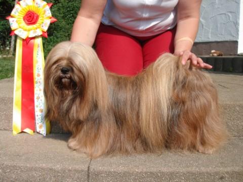 Lhasa Apso Vajrapasha