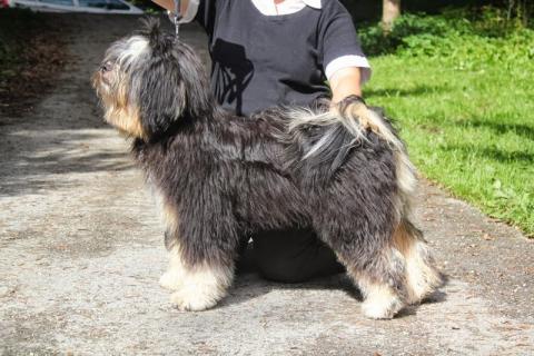 Tibet Terrier Vajrapasha