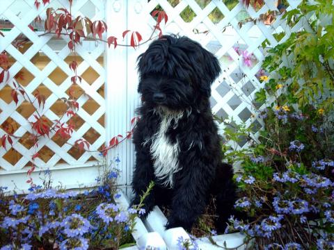 Tibet Terrier Rüde Smyonpa khangpa Chakravarti-raja-varjapani im Blumenbeet