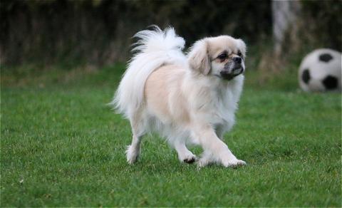 Tibet Spaniel Zelda