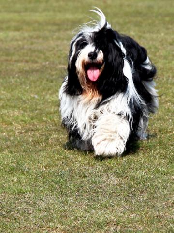 Peter Künzel_Tibet Terrier Rüde_Oelde