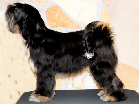 Tibet Terrier_Rüde_Künzel_05