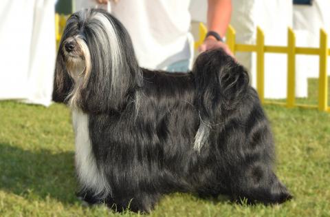 03_Tibet Terrier Rüde_Peter Künzel_Oelde