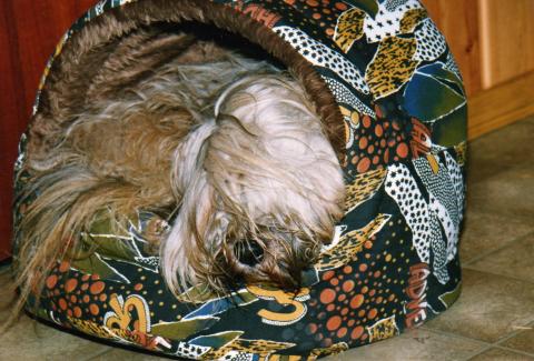 Tibet Terrier "Silgarhi Varius" genannt Jerry in seiner kuscheligen Höhle