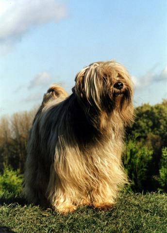 Tibet Terrier Rüde, "Silgarhi Varius" Jerry mit 12 Jahren im Garten