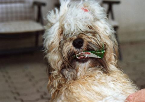 Tibet Terrier "Silgahi Vaius" Jerry als Werbeträger, hier 1,5 Jahre alt