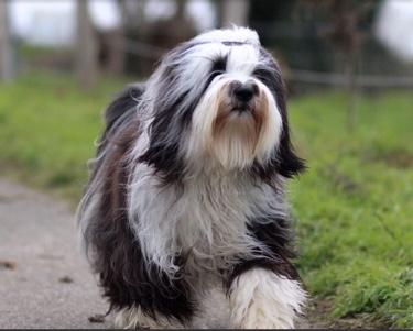 Tibet Terrier Himalayapfoten Chihosang Fu Yuma