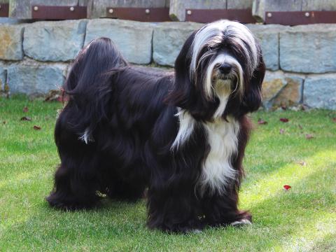 Bandhu Deckrüde_Tibet Terrier_weiß-schwarz