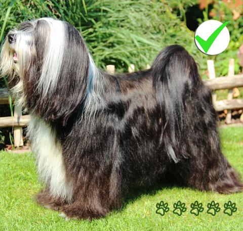 Tibet Terrier Deckrüde Bandhu_weiß-schwarz