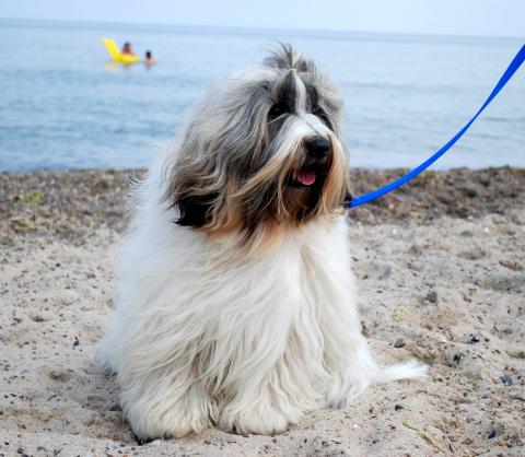 Tibet Terrier Henry privat am Strand