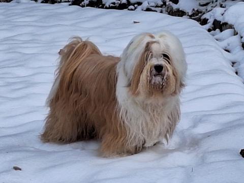 Chihosang Himal Kyi-mo Yeshi im Schnee 2026