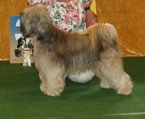 Tibet Terrier Rüde Danu-kari Chin Than-ju