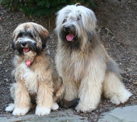 Tibet Terrier Than-ju & seine Tochter Frieda