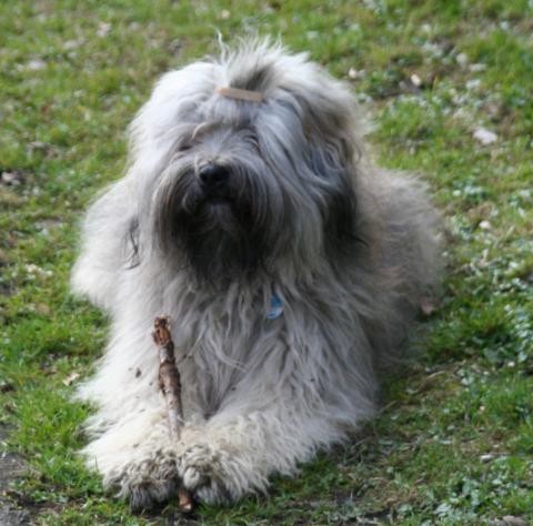 Tibet Terrier Rüde Danu-kari Chin Than-ju