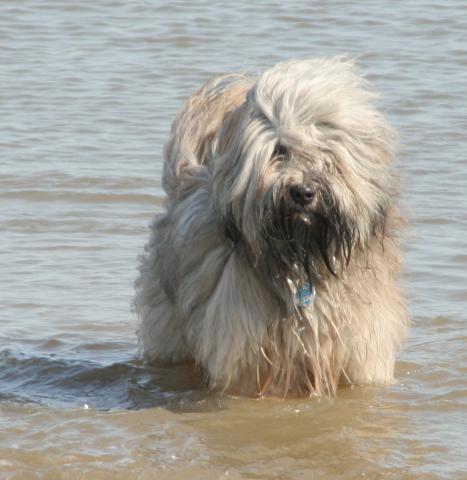 Tibet Terrier Rüde Danu-kari Chin Than-ju