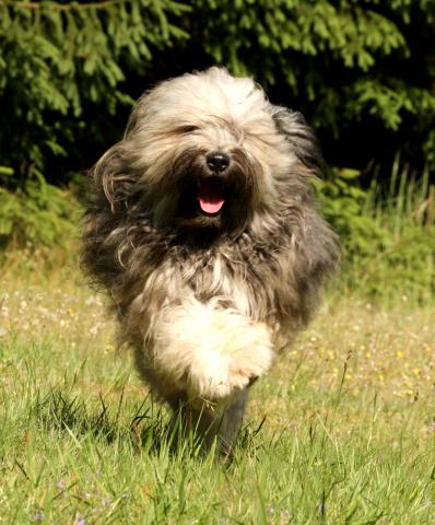 Tibet Terrier Rüde Danu-kari Chin Than-ju