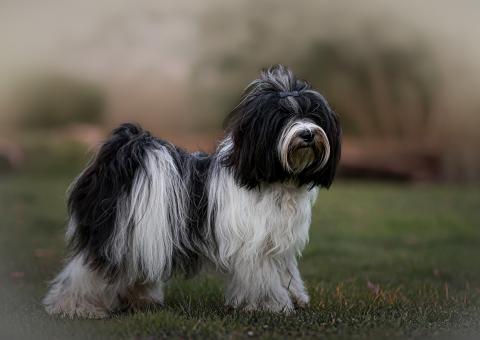 Tibet-Terrier Hündin, weiß-schwarz auf einer Wiese stehend