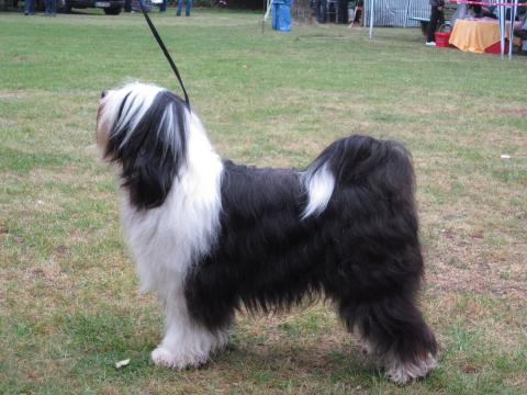 Tibet Terrier Rüde "Elrond von Sang Yum"