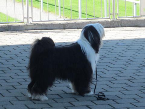 Tibet Terrier Rüde "Elrond von Sang Yum"