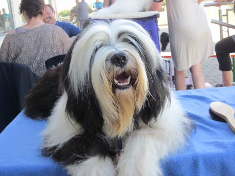 Tibet Terrier Rüde "Elrond von Sang Yum"