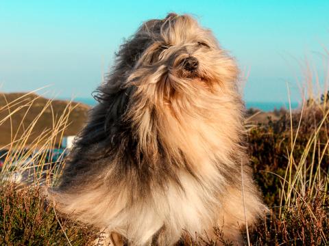 Joshi in den Dünen