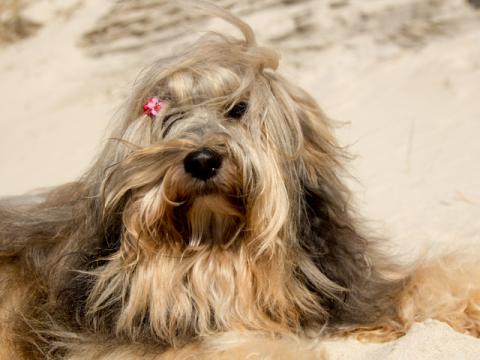 Joshi am Strand