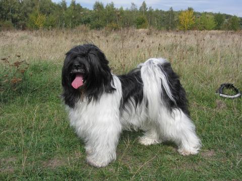 Tibet Terrier Rüde Chihosang Shamba