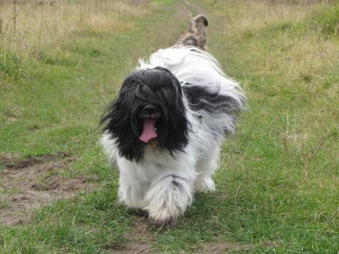 Tibet Terrier Rüde Chihosang Shamba