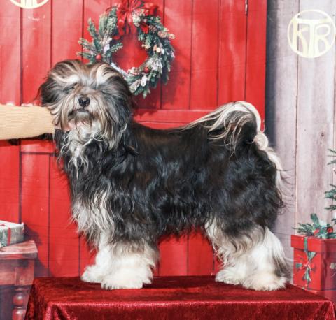 Weihnachtsausstellung 2024