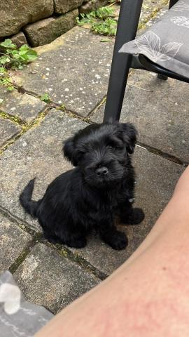 Tibet Terrier, Jumping Kiwis Felix, Welpe, sitzend