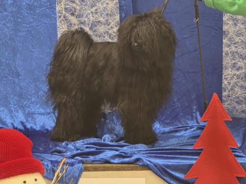 Tibet Terrier, Jumping Kiwis Felix, 21 Monate, CACIB Kassel