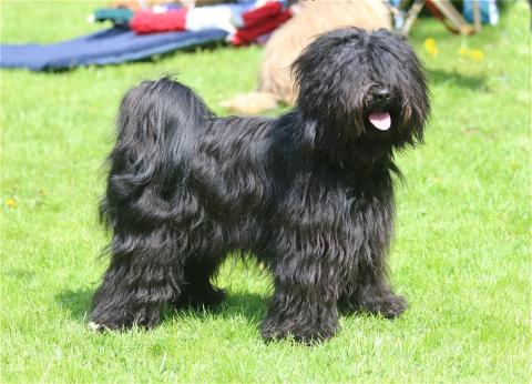 Tibet Terrier, Jumping Kiwis Felix, 25 Monate, BOS, Ausstellung Werl-Bochum