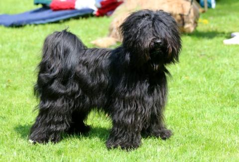 Tibet Terrier, Jumping Kiwis Felix, 25 Monate, BOS, Ausstellung Werl-Bochum