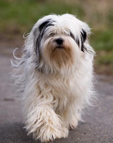 Tibet Terrier Hündin Bijou