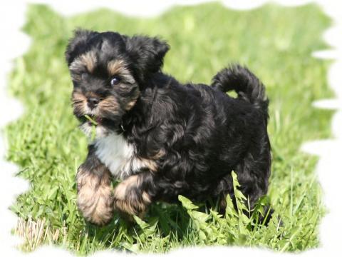 Tibet Terrier Shen-Mani Amra als Welpe