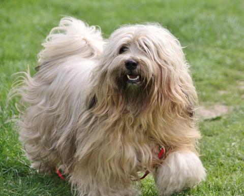 Tibet Terrier Bingu - "smiling tibi"