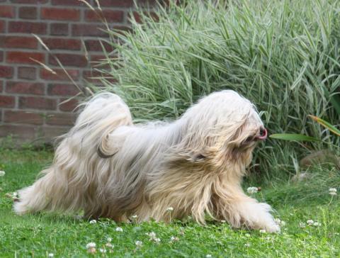 Tibet Terrier Bingu - Laufstudie im Garten