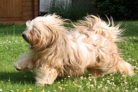 Tibet Terrier Bingu - tibetische lebensfreude 