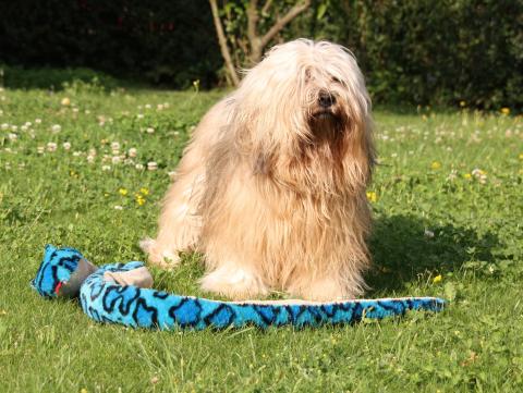 Tibet Terrier Bingu mit seinem Lieblingsspielzeug 