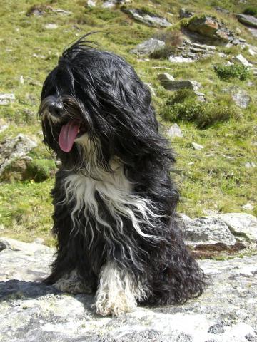 Tibet Terrier Hündin Annie White Sox von Tara-Kilal in den Bergen