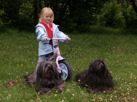 Tibet Terrier Hündin Tri-Va-Ten Anagarika Taro (links) mit Tochter Bumo u. Enkelin v. Birgit Speer