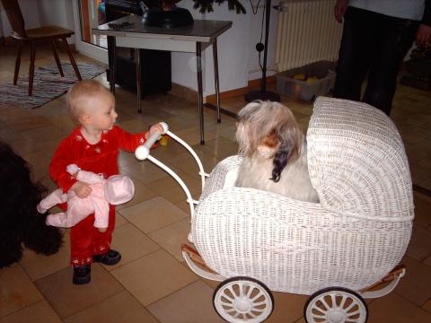 Tibet Terrier Hündin Smyonpa khangpa Adjungdjogo yagpo läßt sich von Klein-Zoe im Puppenwagen schieben