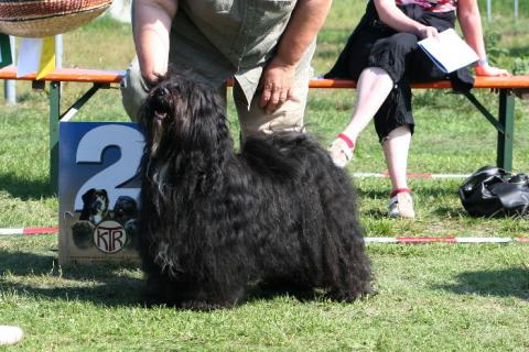 Tibet Terrier Rüde Kyang auf der Ausstellung in Erhausen