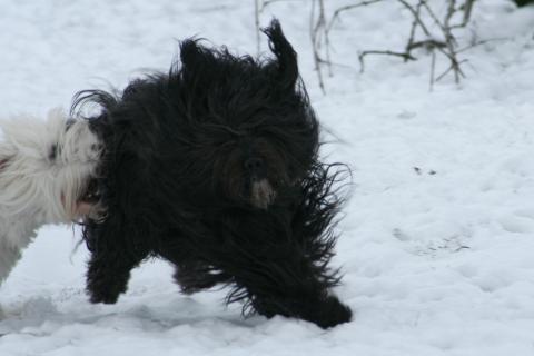 Kyang beim toben im Schnee, Tibet Terrier lieben den Schnee