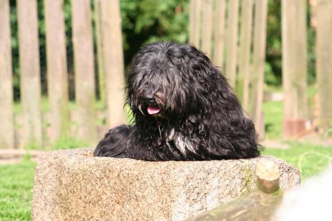 Tibet Terrier Rüde Kyang liebt Wasser