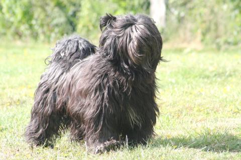 ibet Terrier Rüde, 9 Jahre alt,   X'Santi Lamleh von Nama-schu genannt "Junior"