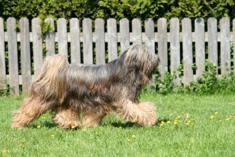 Tibet Terrier Yontan hat es eilig