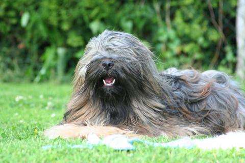 Tibet Terrier Rüde Yontan beobachtet unsere Welpen