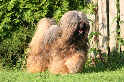 Unser Tibet Terrier Rüde Yontan mit 5 Jahren