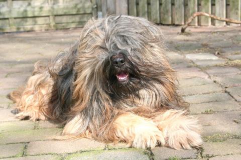 Tibet Terrier Yontan genießt die Sonne